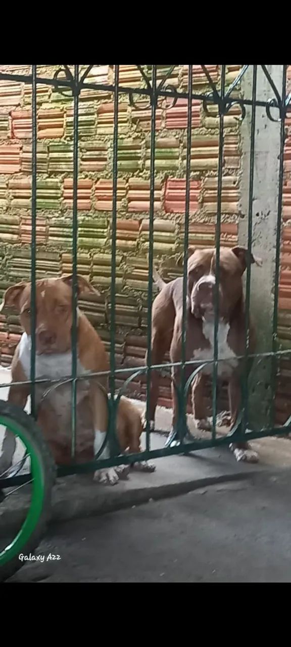 Filhotes pitbull monster - Foto 3