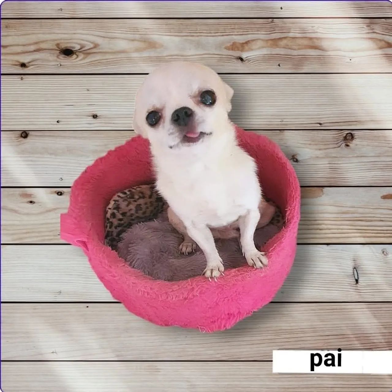 Chihuahua  - Foto 2