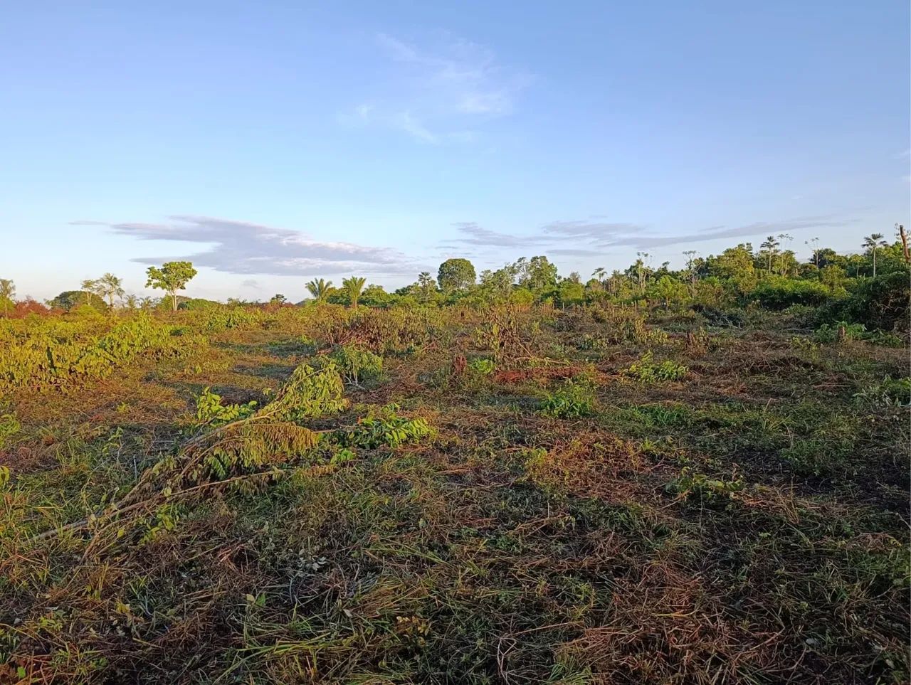 Verde se uma fazenda  - Foto 2