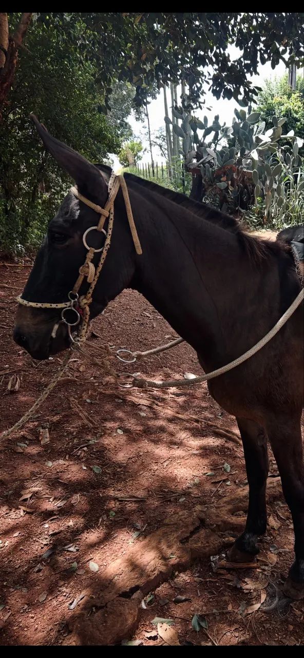 Burro marchador, manso de criança andar, aceita proposta  - Foto 4