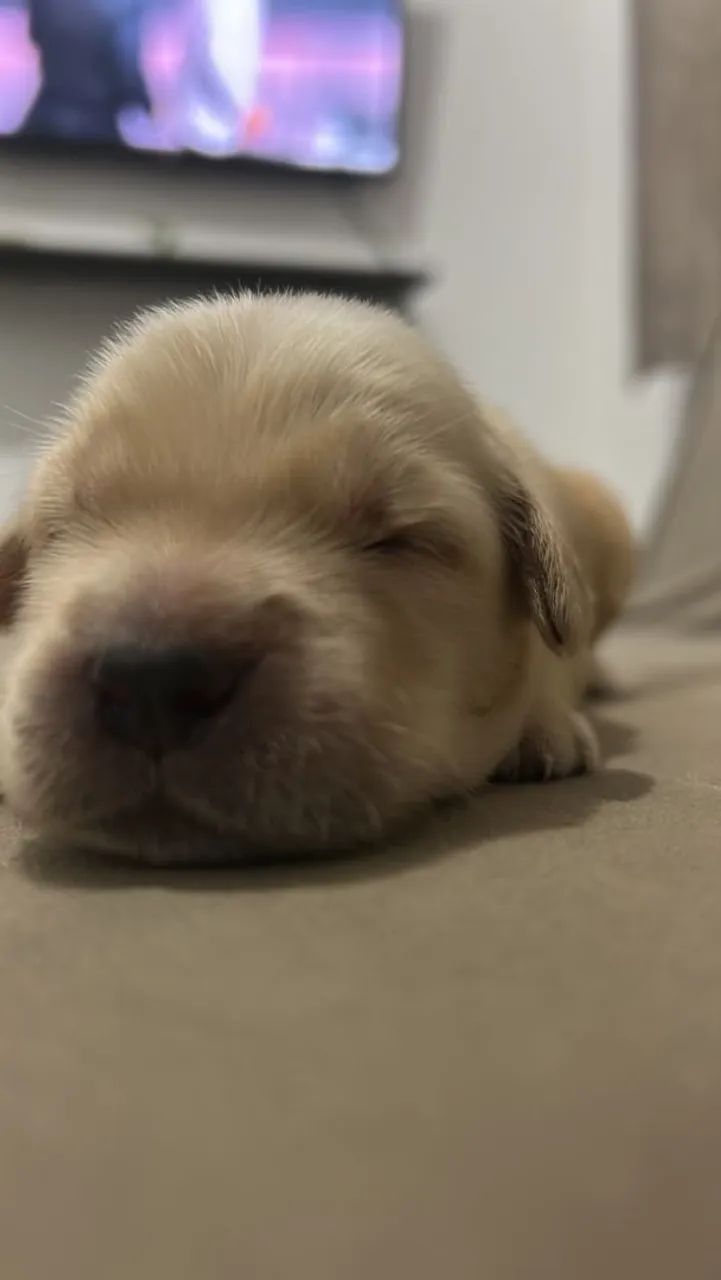 Vendo Golden 