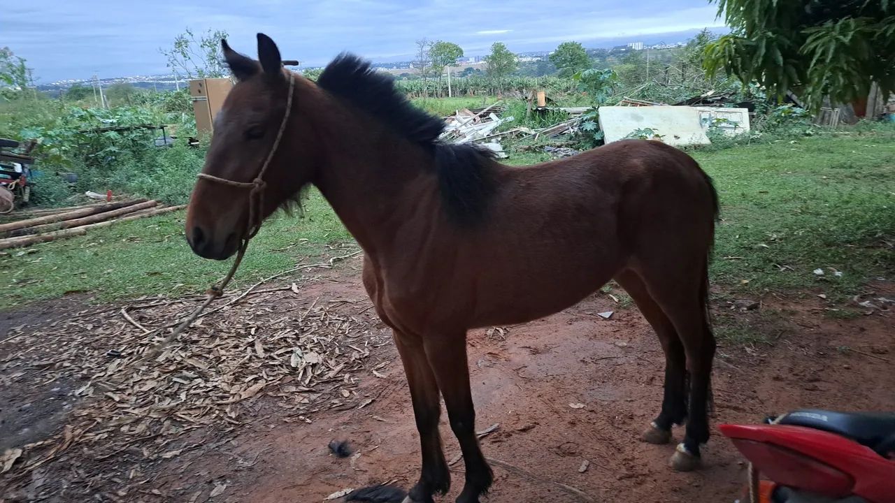 CAVALO PITISSO - Foto 2