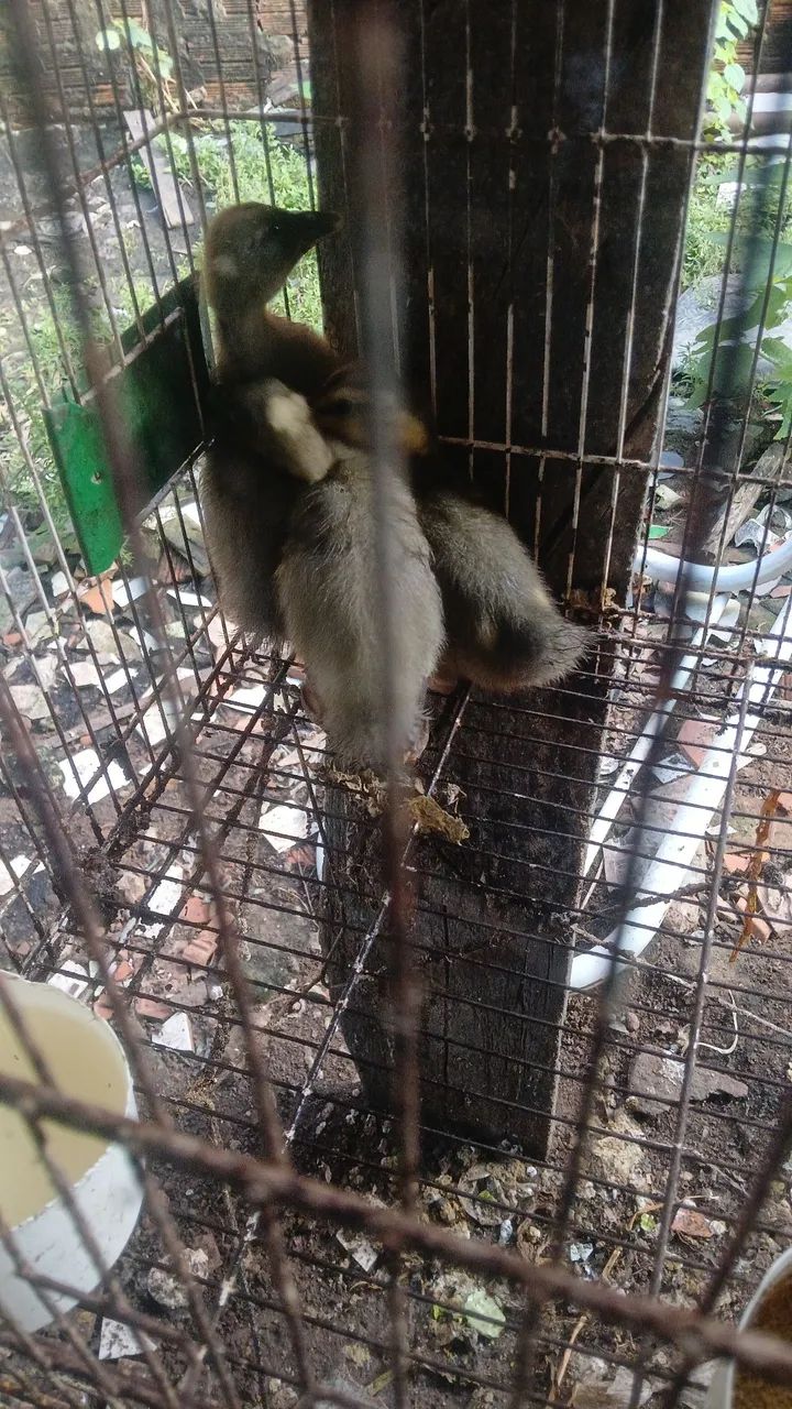 Vende-se filhotes de patos