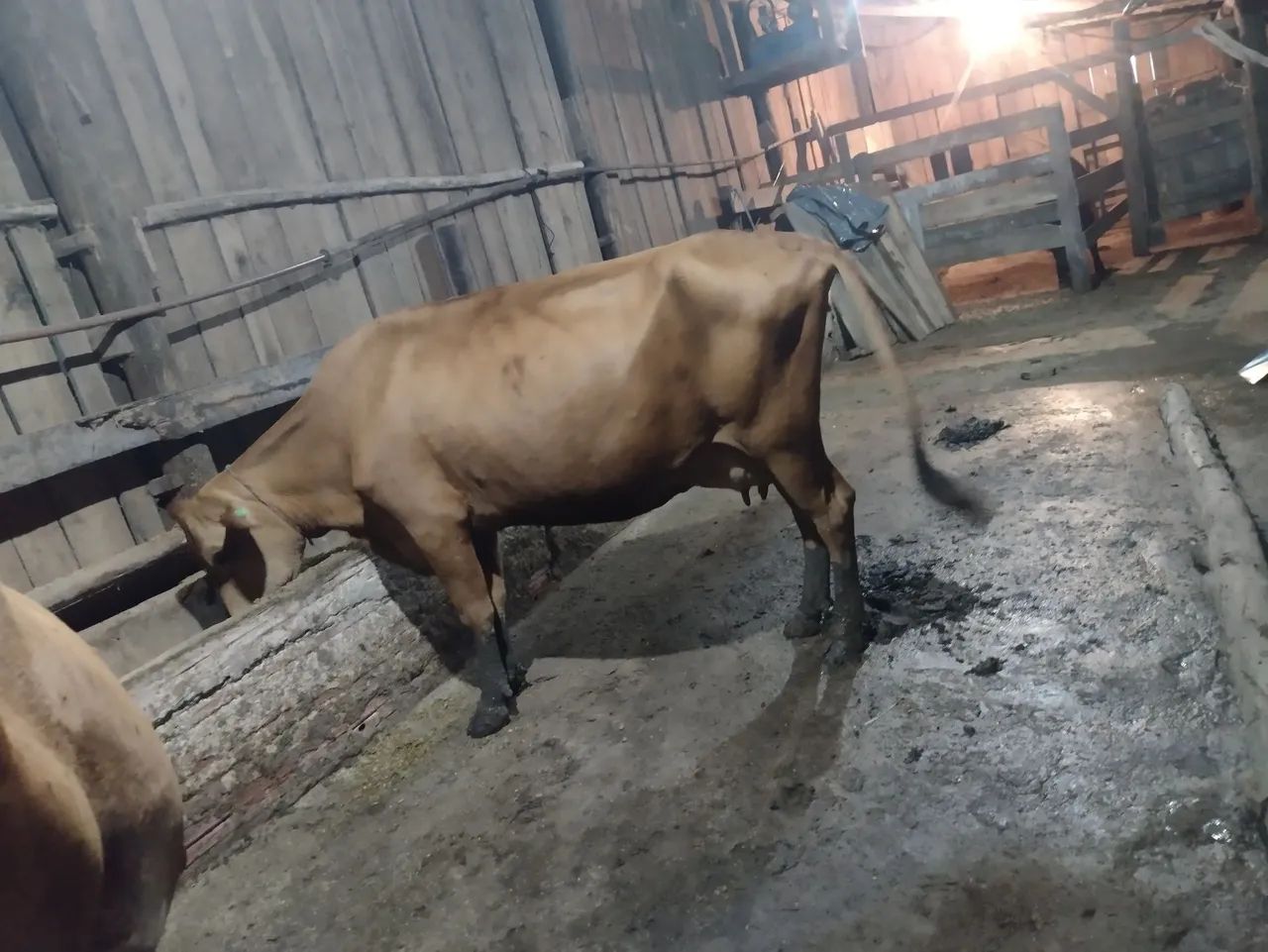 Vaca - Foto 4