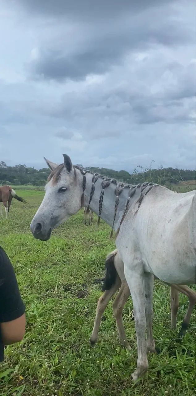 vendo égua  - Foto 3