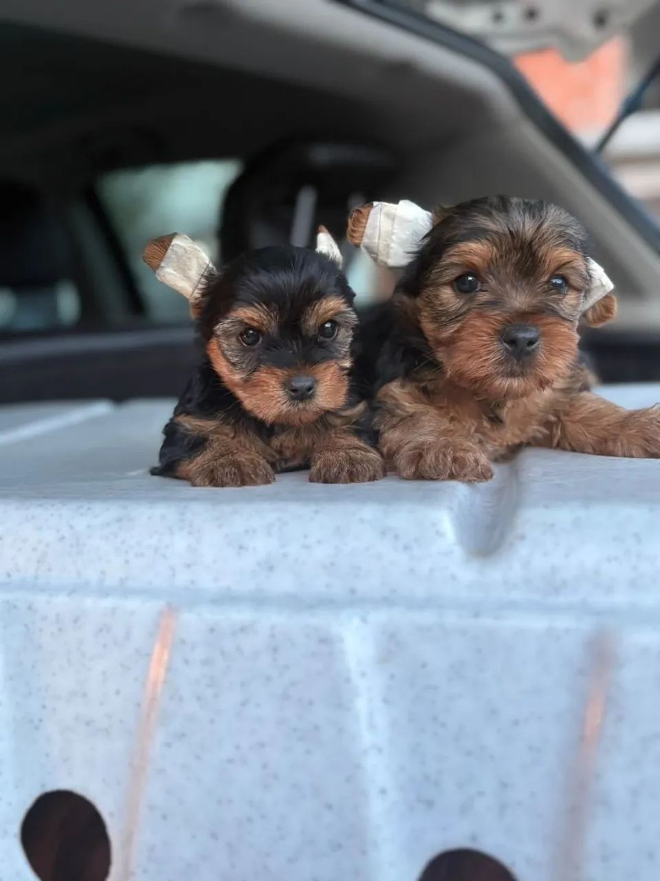 Yorkshire terrier - Foto 5