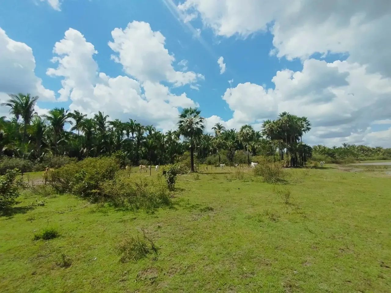FAZENDA: Fazenda de 310 hectares a venda na beira do rio em Chapadinha-MA - Foto 12