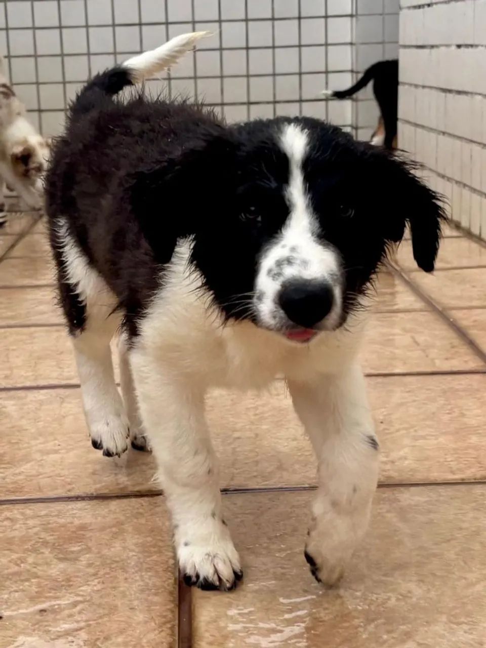 Filhotes de Border Collie - Foto 6