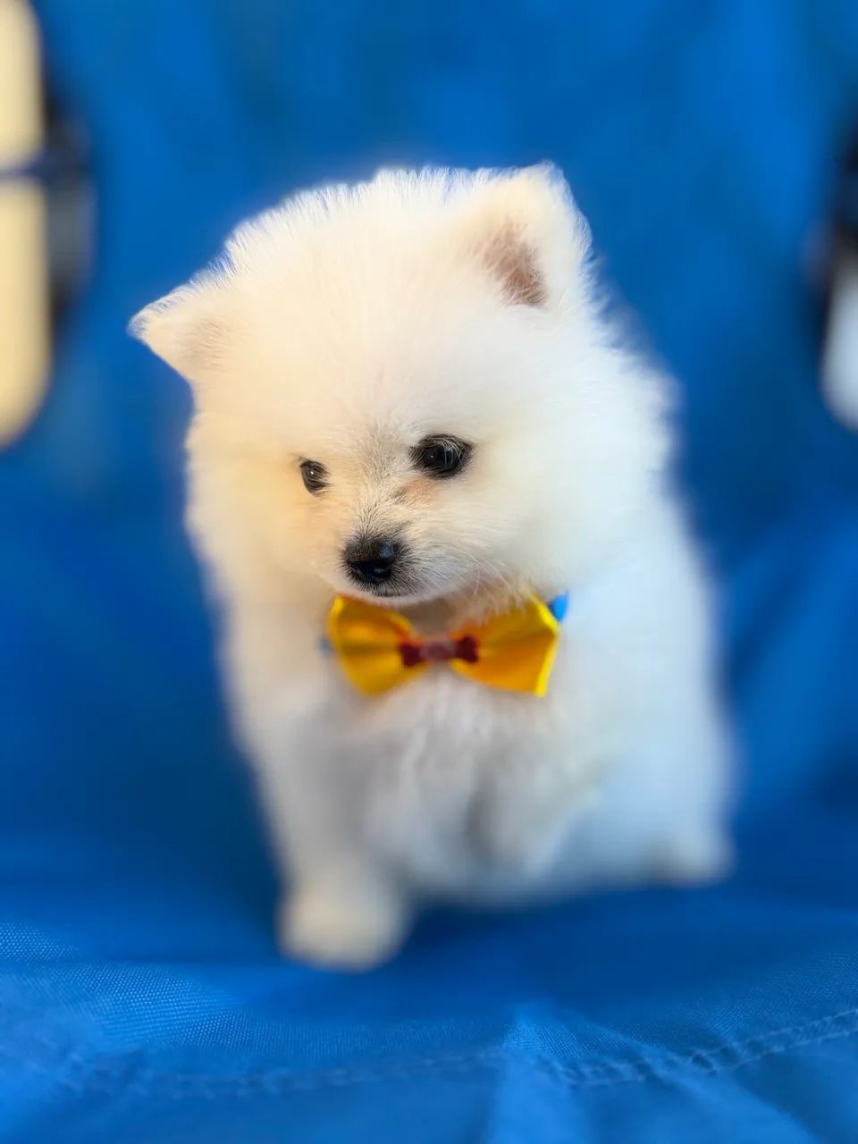 Spitz Alemão macho 