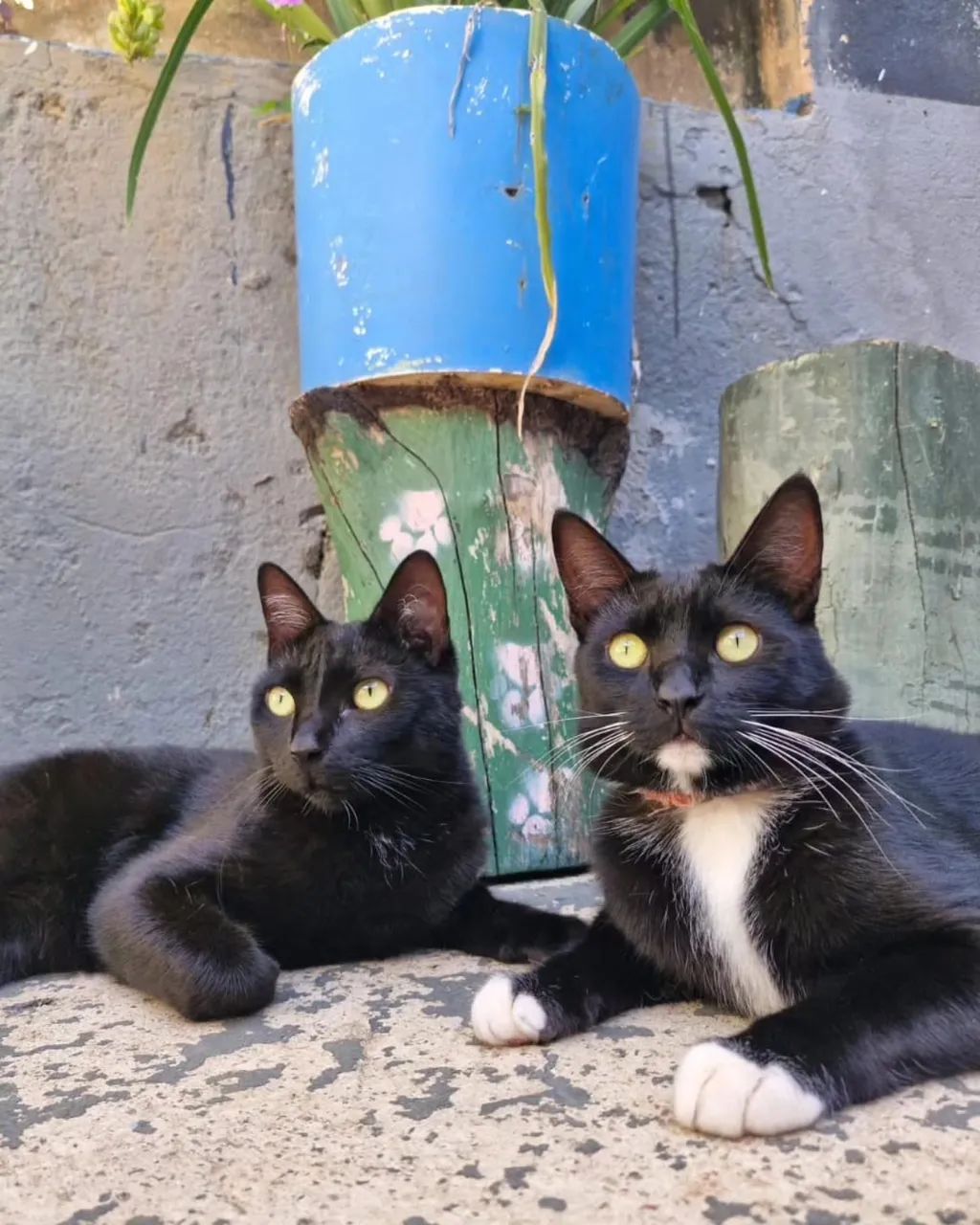 Hospedagem para cães e gatos 