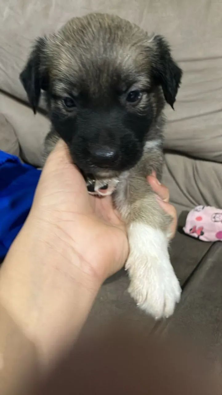 Filhotes de cachorro ?