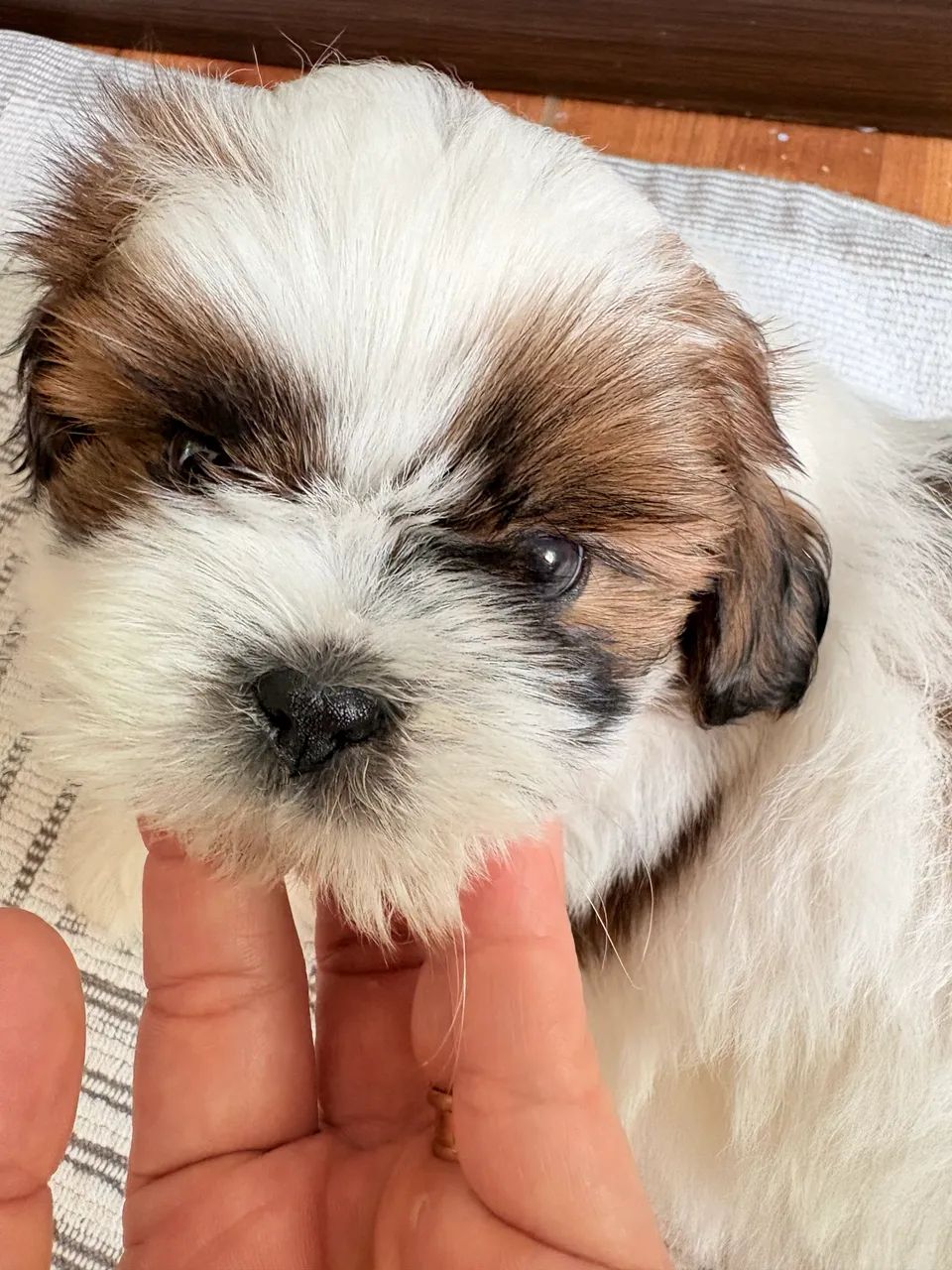 Filhote de Shihtzu macho 