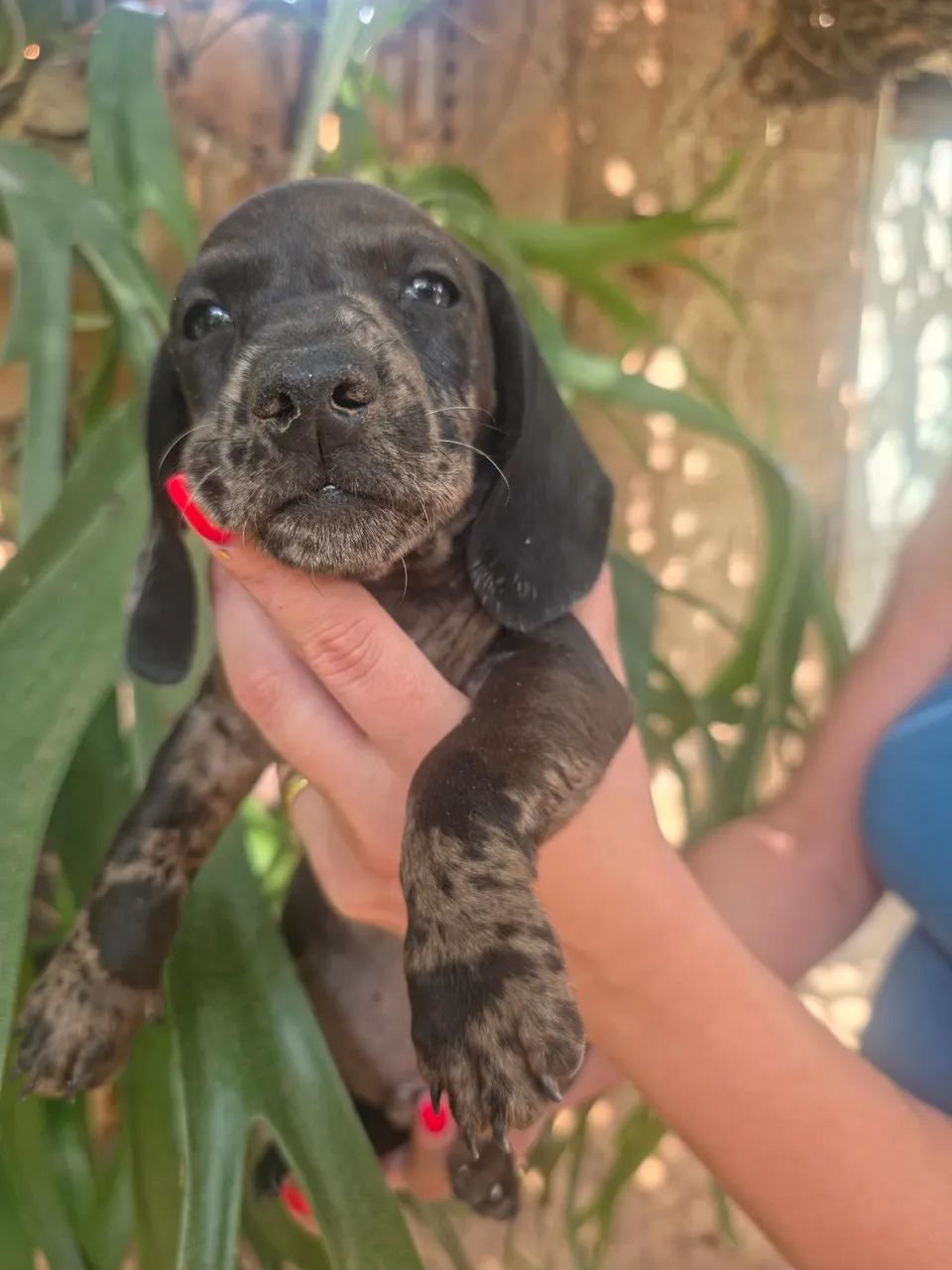 Dachshund , cofap, salsicha  - Foto 2