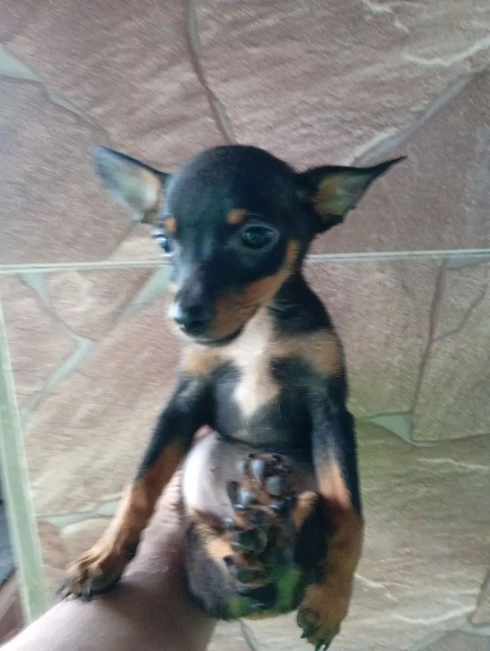 Pinscher Filhotes 