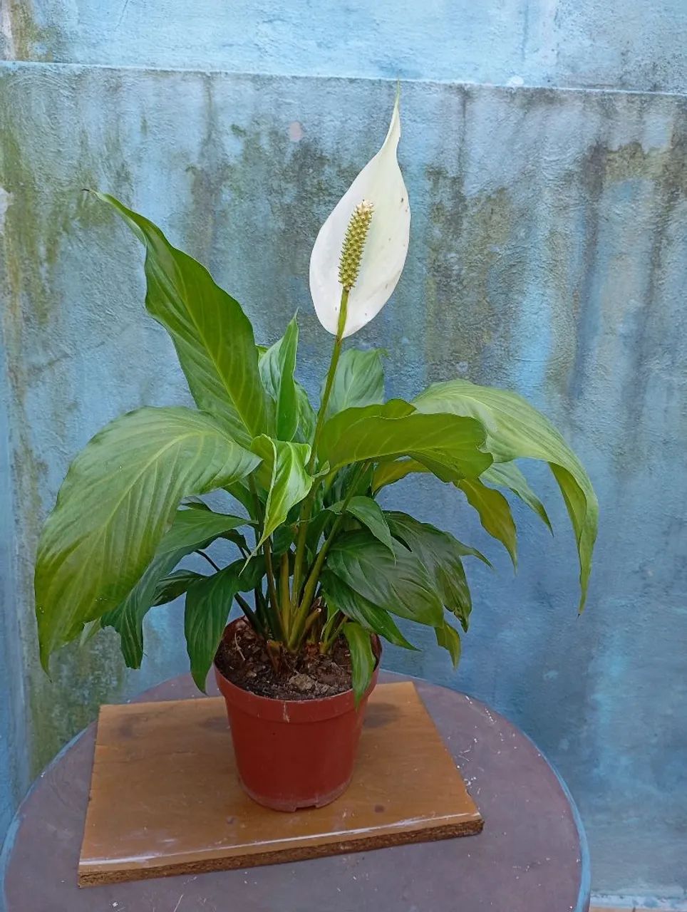 Sementes e plantas  - Foto 3