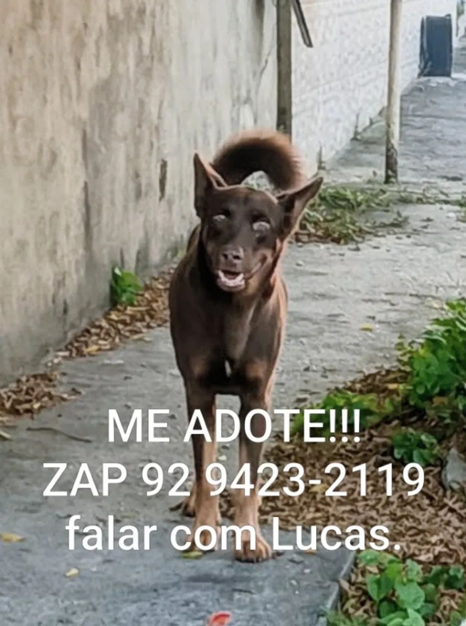 Doação responsável cão mestiço de poodle - Foto 2