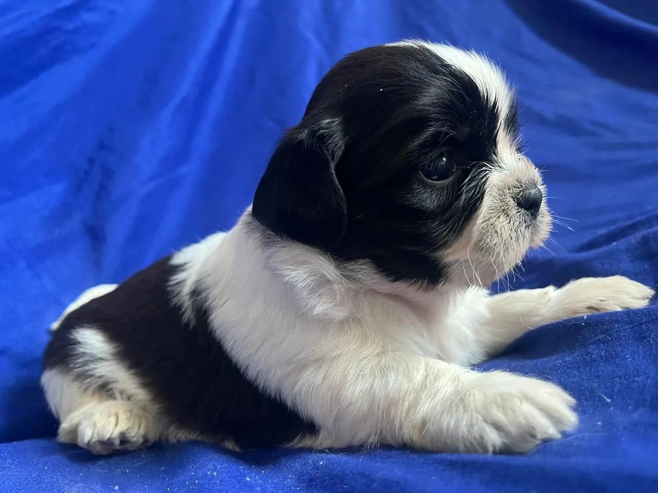 Cachorro  - Foto 3