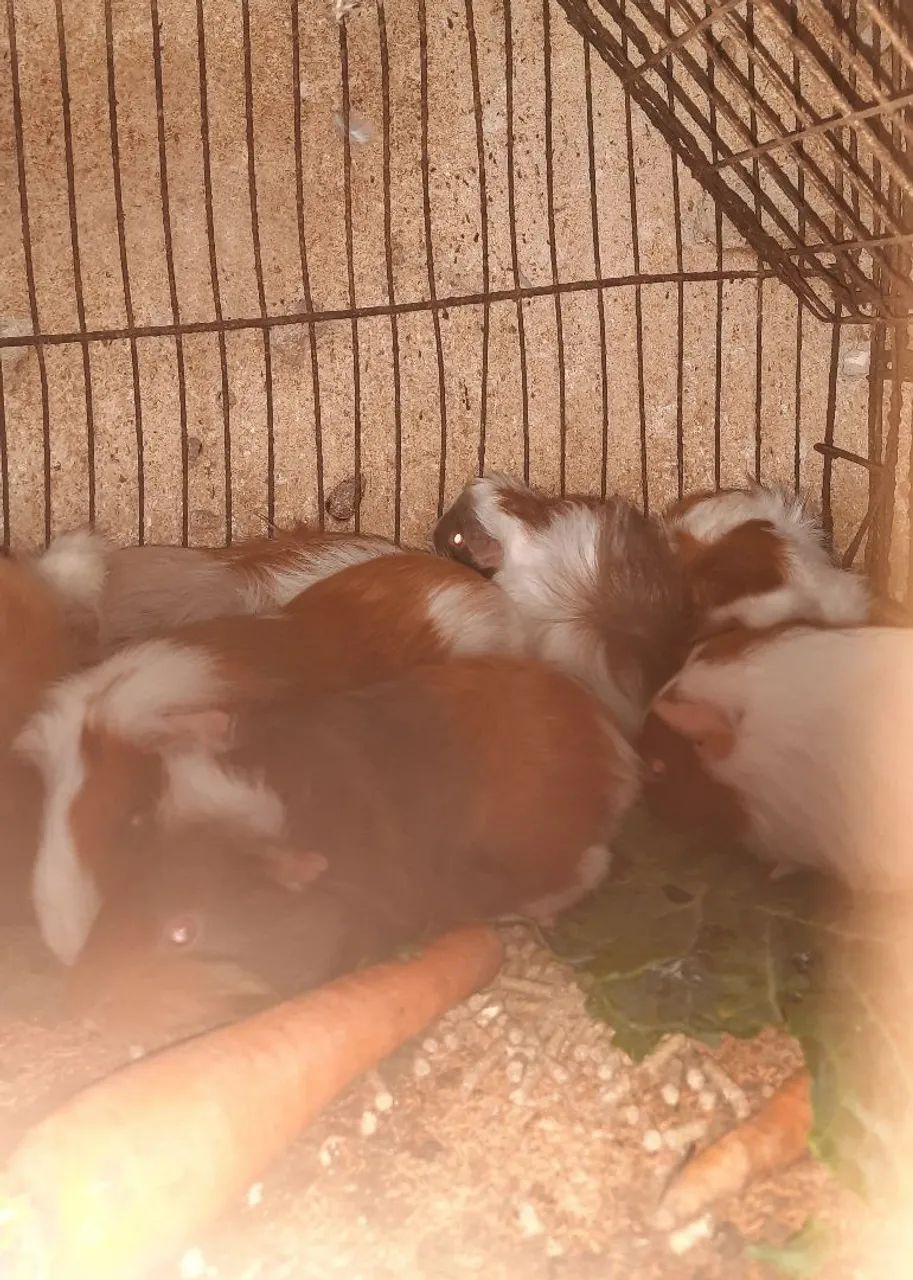 Vendo porquinho da Índia  - Foto 6