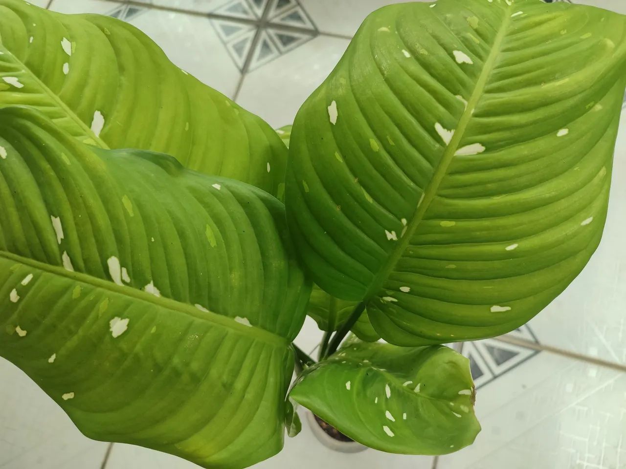 Plantas de sombra  - Foto 5