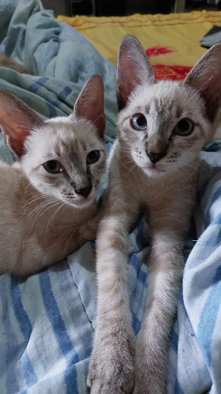 Doação de gatos machos adoção responsável 