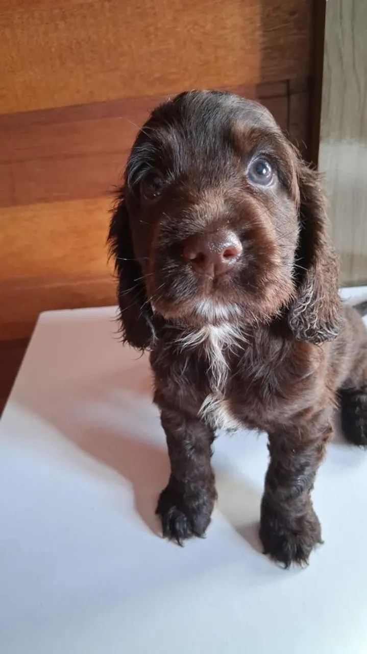 Cocker Spaniel Inglês - Chocolate - Foto 2