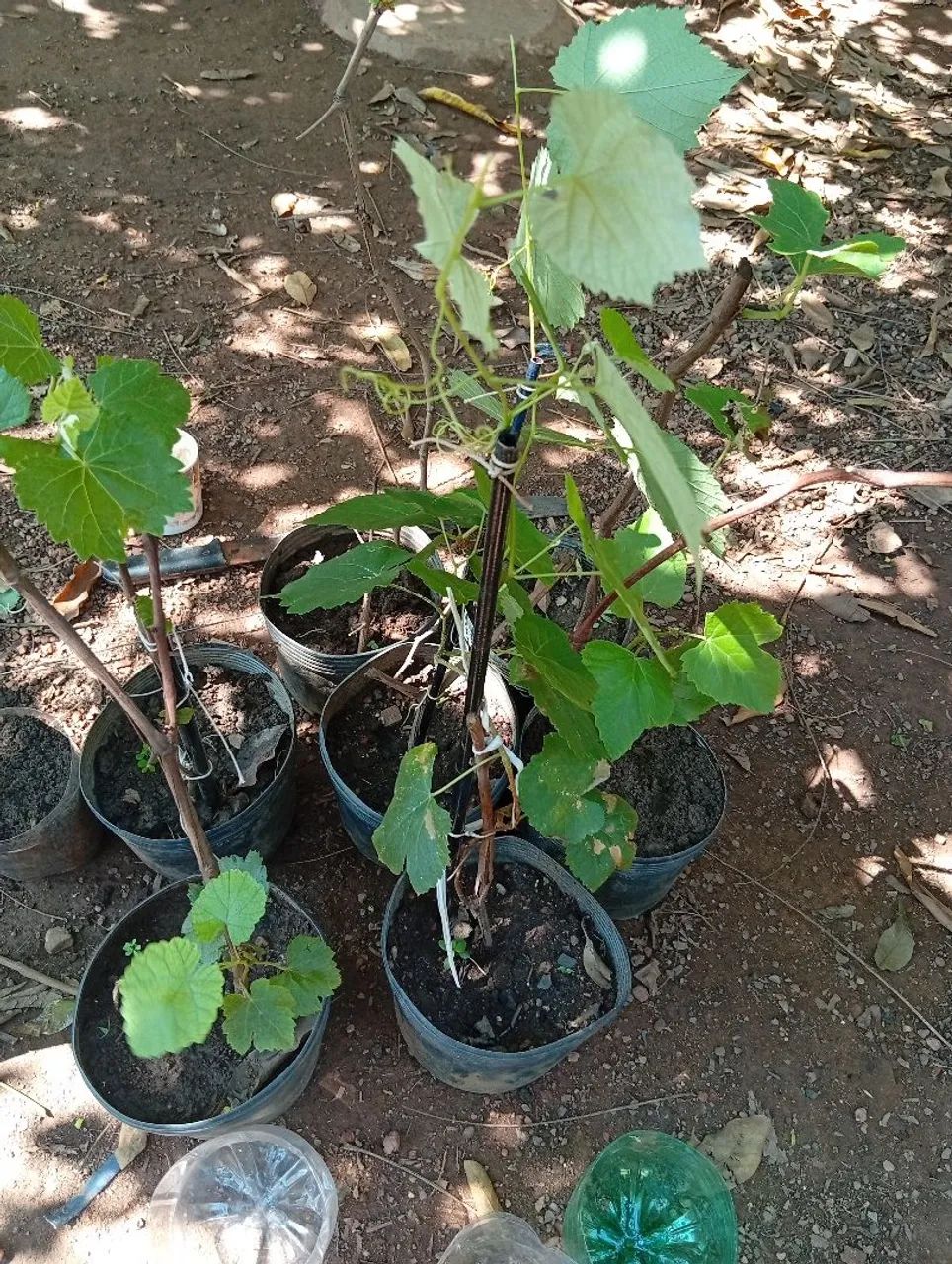 Mudas de uva  - Foto 3