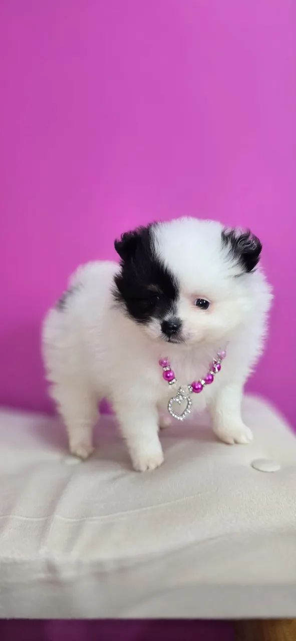 Lulu da pomerania Anão Fêmea  - Foto 2
