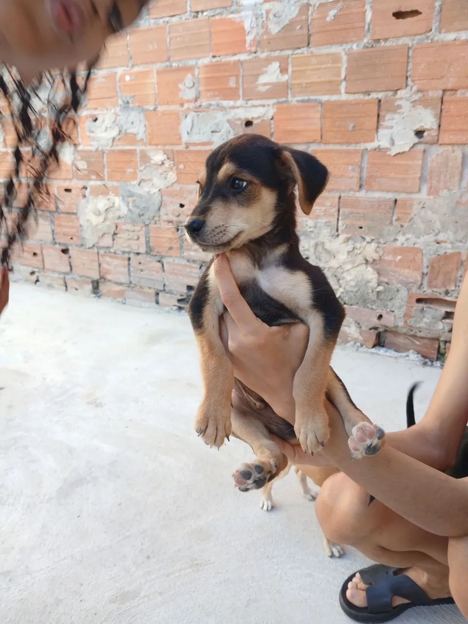 Doação de cachorro - Foto 5