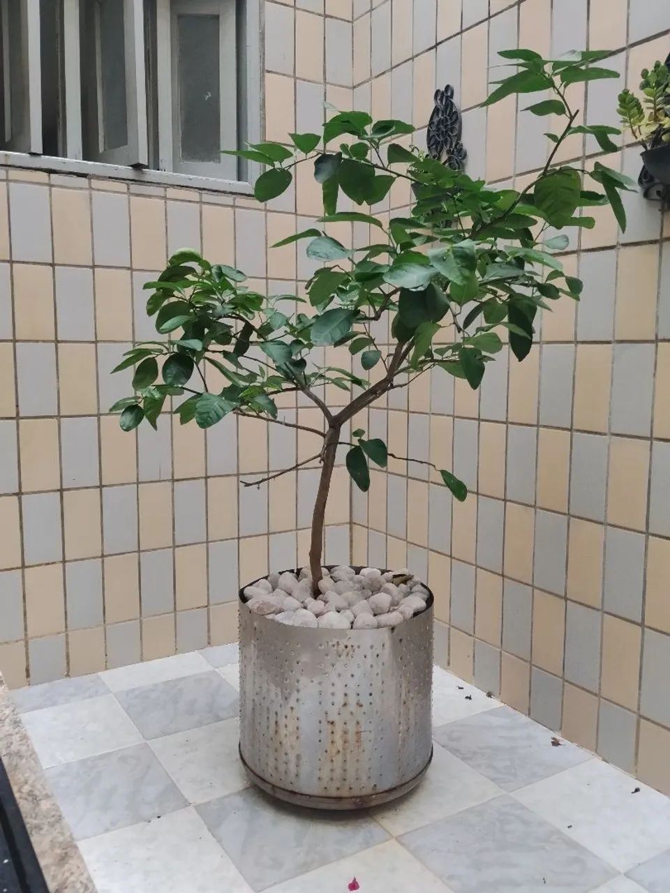 Limoeiro 