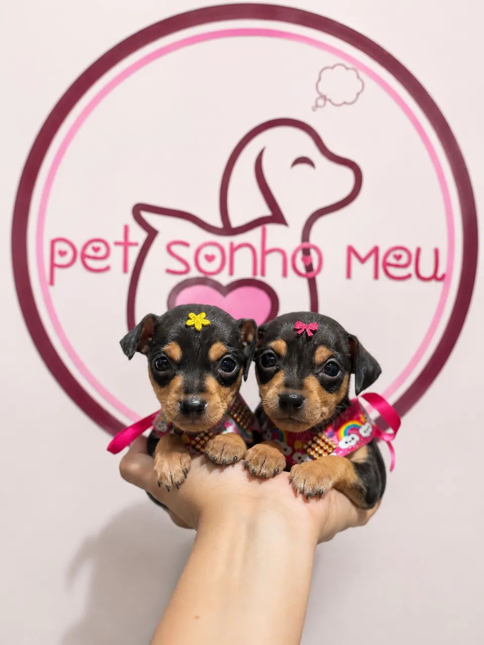 Pinscher MICROS