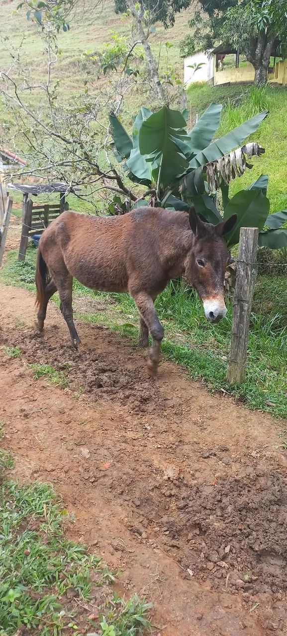 Mula preta boa p crianças - Foto 4