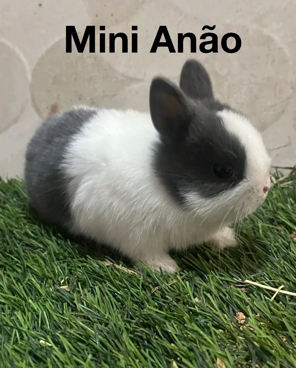Coelho Netherland Dwarf  - Foto 2