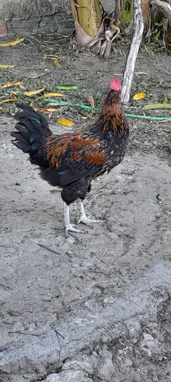Galos 