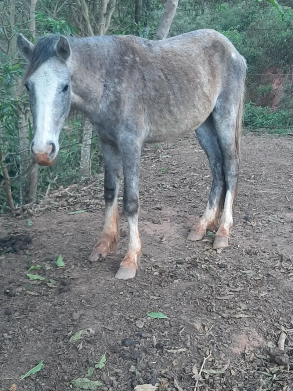Cavalos  - Foto 5