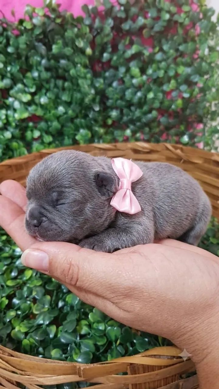 Buldogue francês 