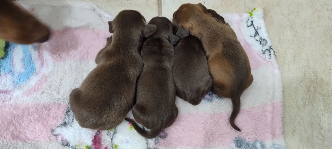 Teckel Dachshund  - Foto 4