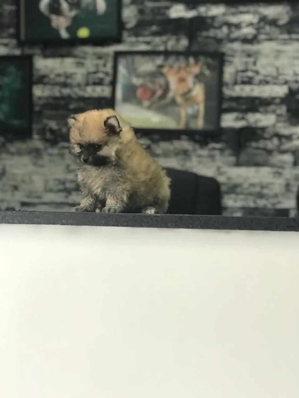 Seu Spitz Alemão dos Sonhos com Parcelamento e Segurança