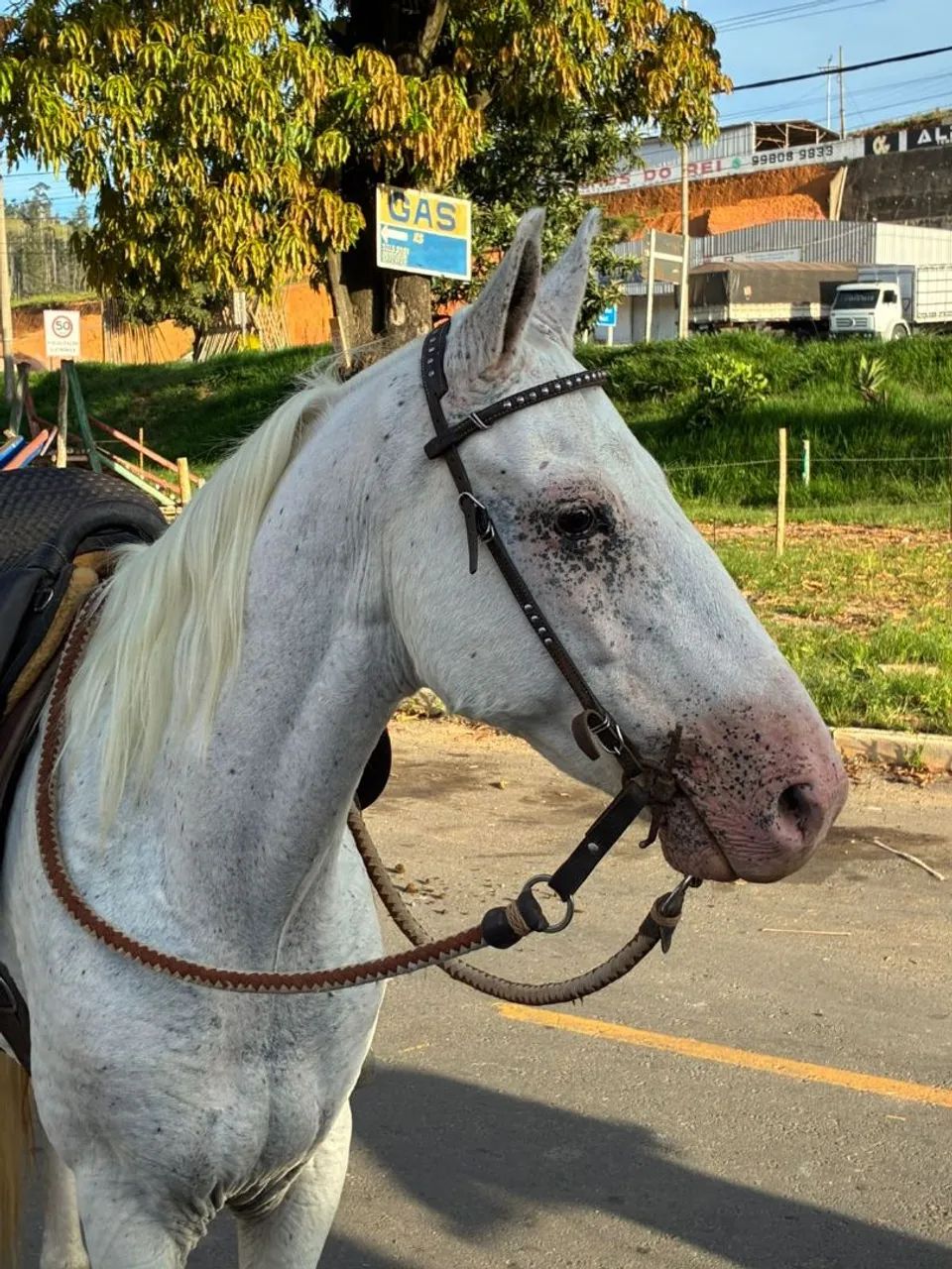 Vendo cavalo castrado 8 anos  - Foto 2