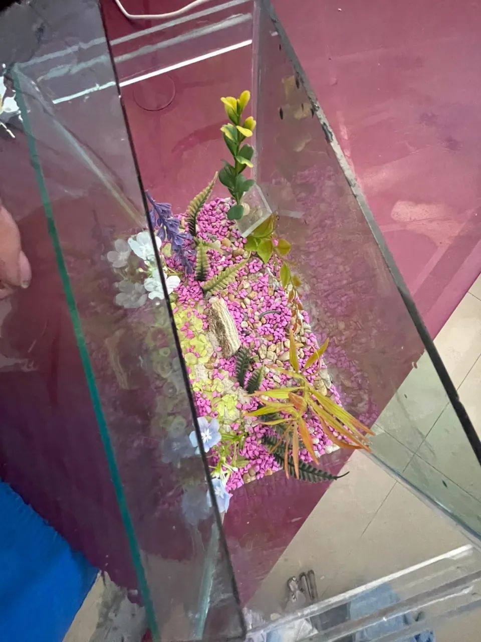 Vendo Aquário 3 litros  - Foto 5