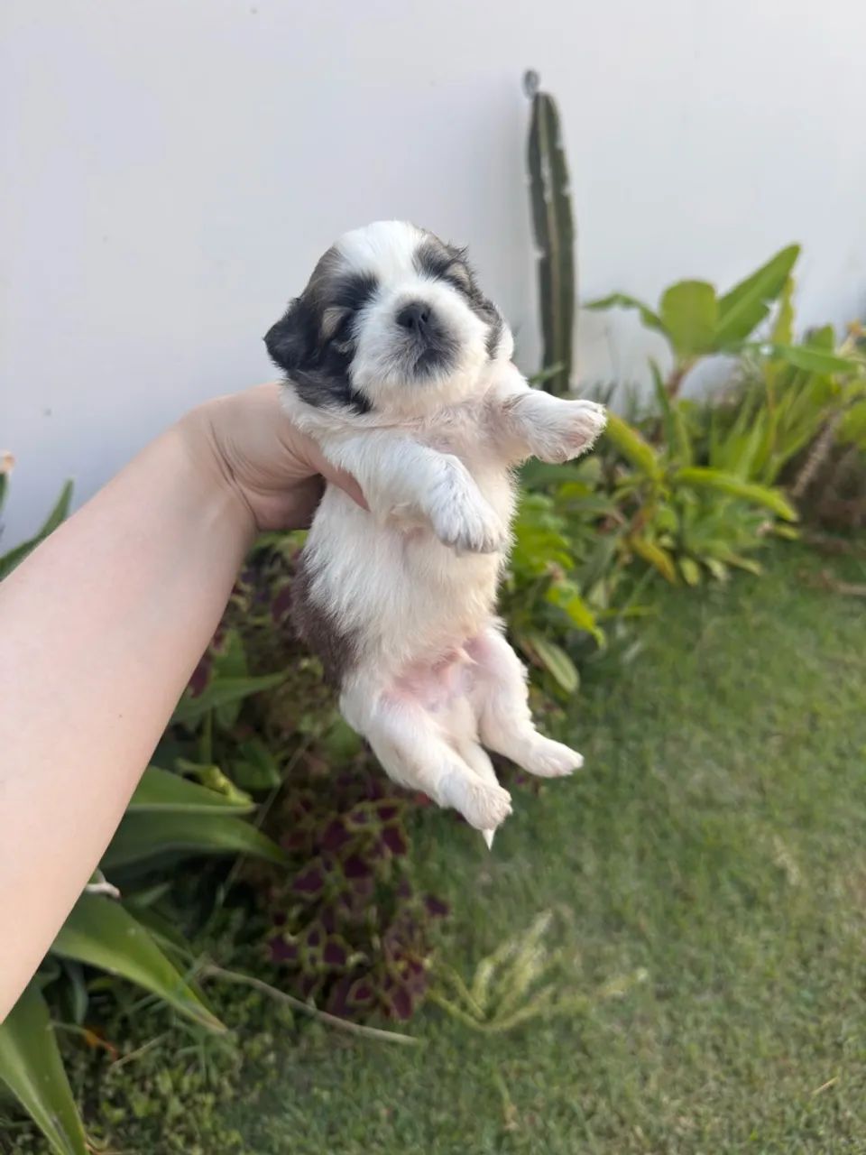 Filhotes de Shih Tzu - Foto 4