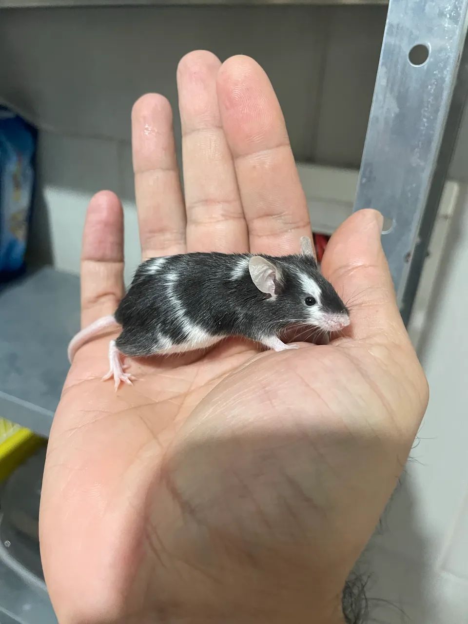 Camundongos - Foto 4