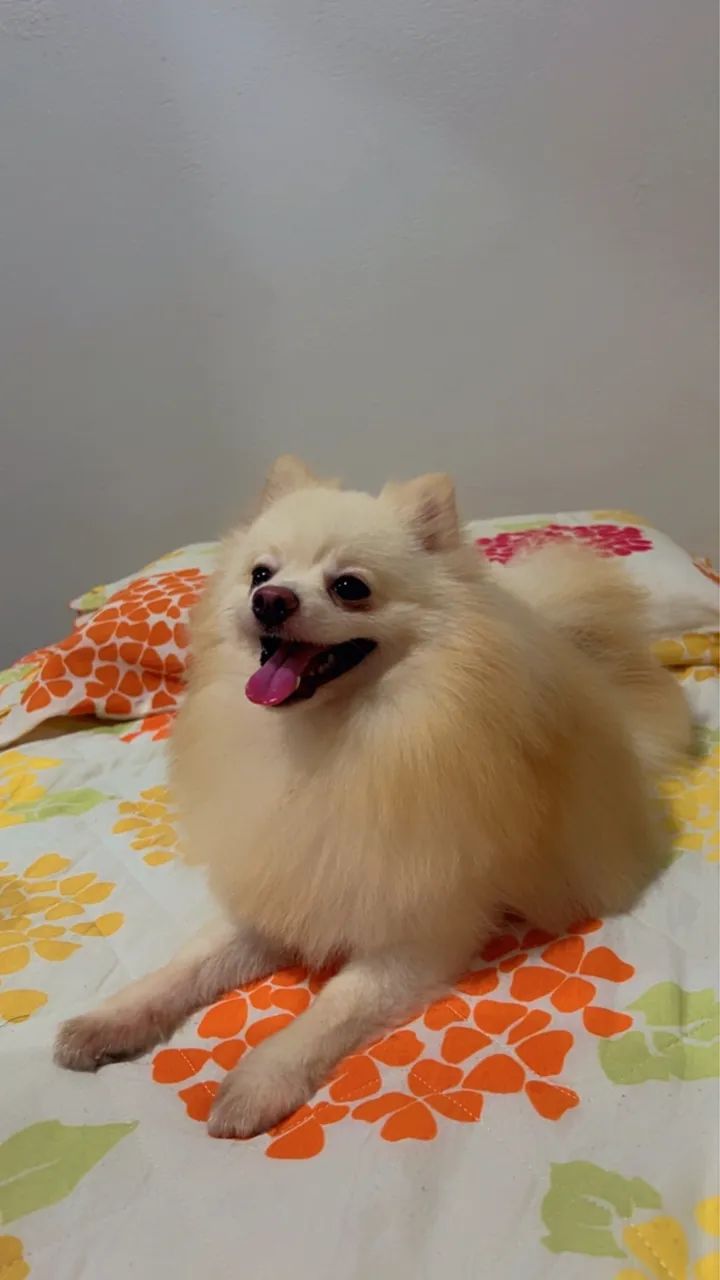 Spitz macho  - Foto 2