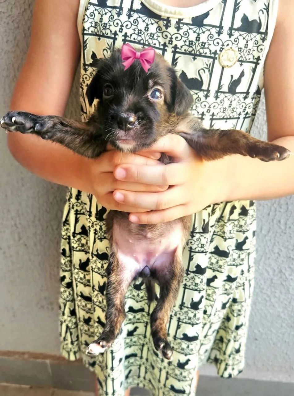 Bebezinhos para ADOÇÃO RESPONSÁVEL.  - Foto 2