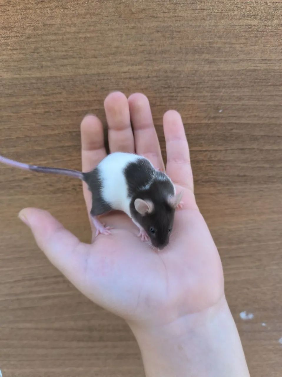 Camundongos para pet ou alimentação para animais não convencionais - Foto 3