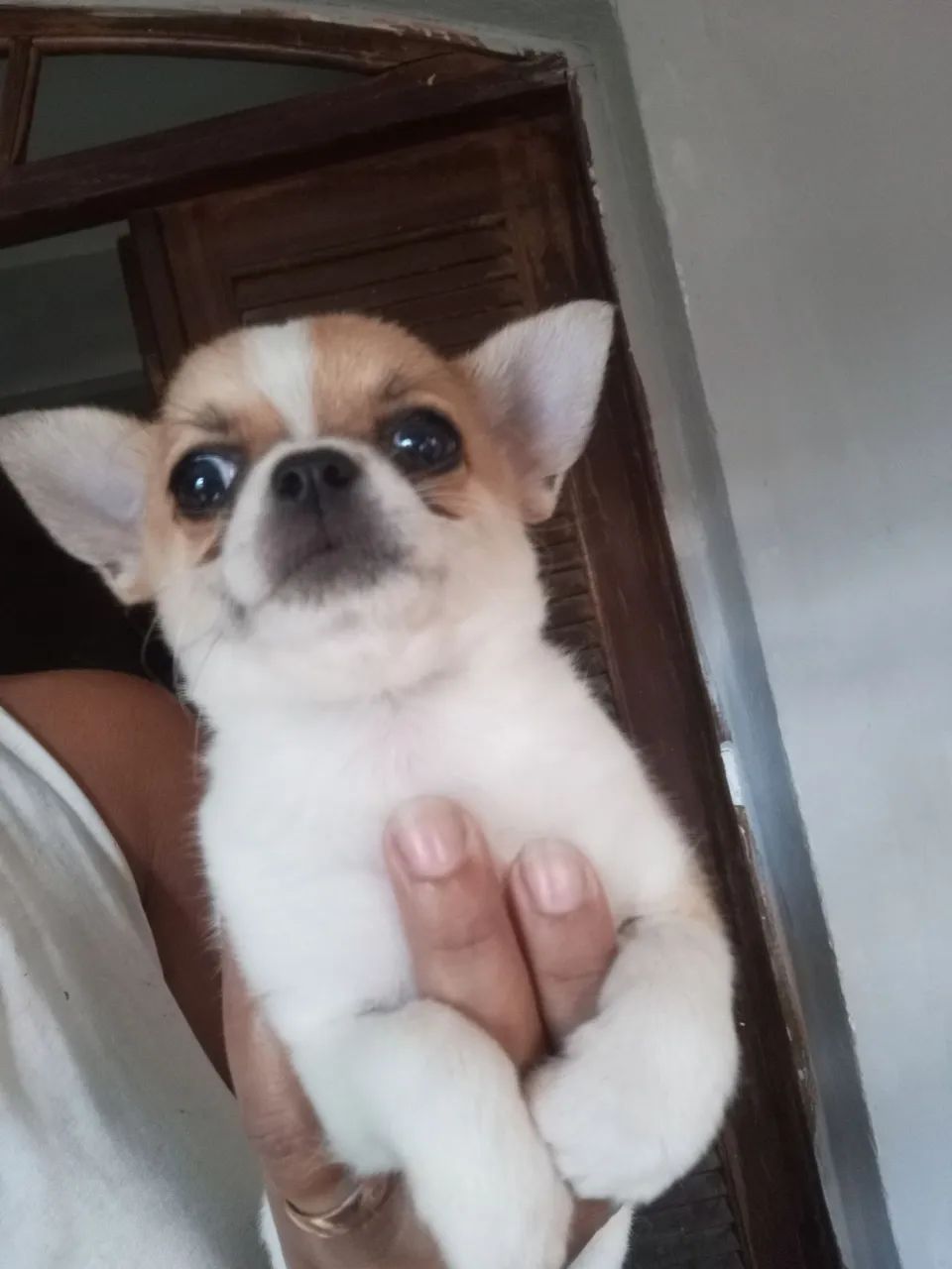 Chihuahua macho  - Foto 2