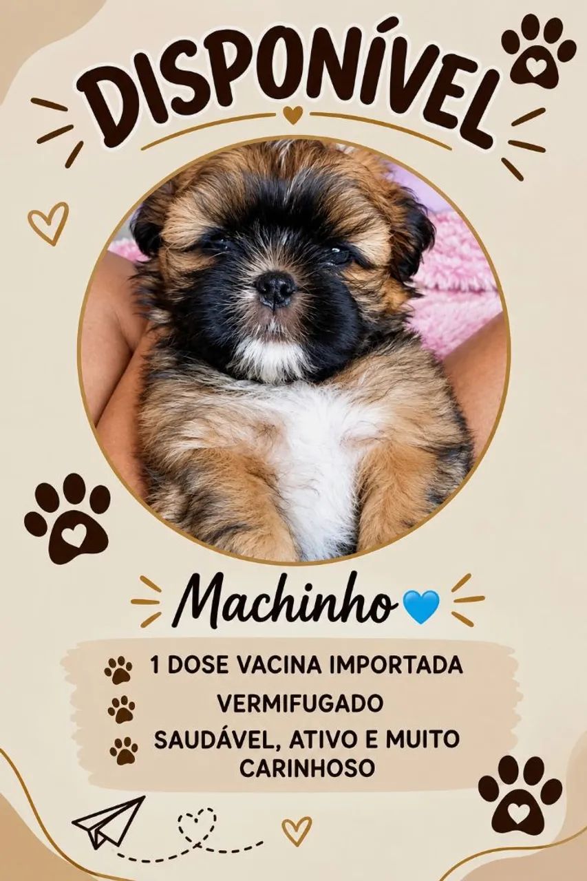 Shitzhu macho