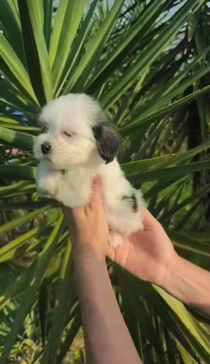 Lhasa apso machinho  - Foto 3