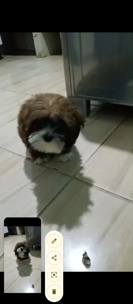 Doação de cachorro  - Foto 3