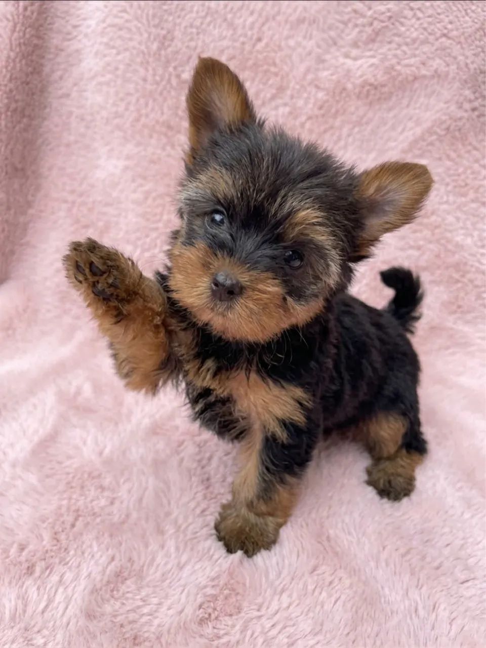 Yorkshire Terrier  - Foto 3