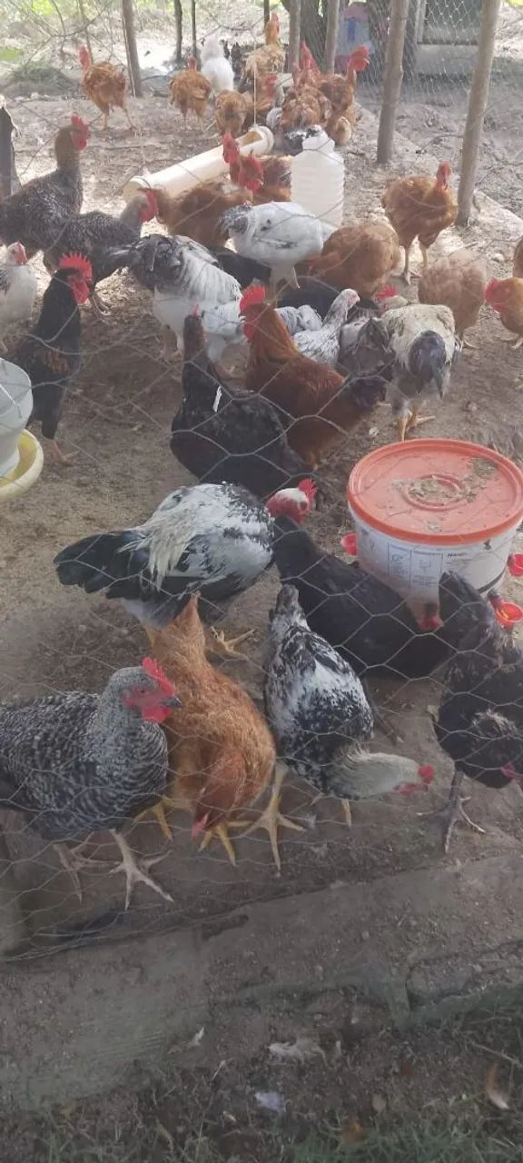 Galinhas caipira